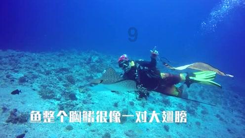 五彩鹦鹉救援
